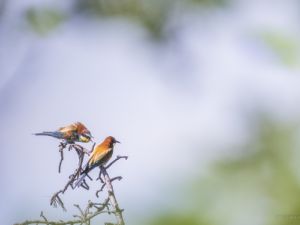 8984 Guepiers d'Europe