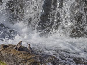 2079 Cincle plongeur