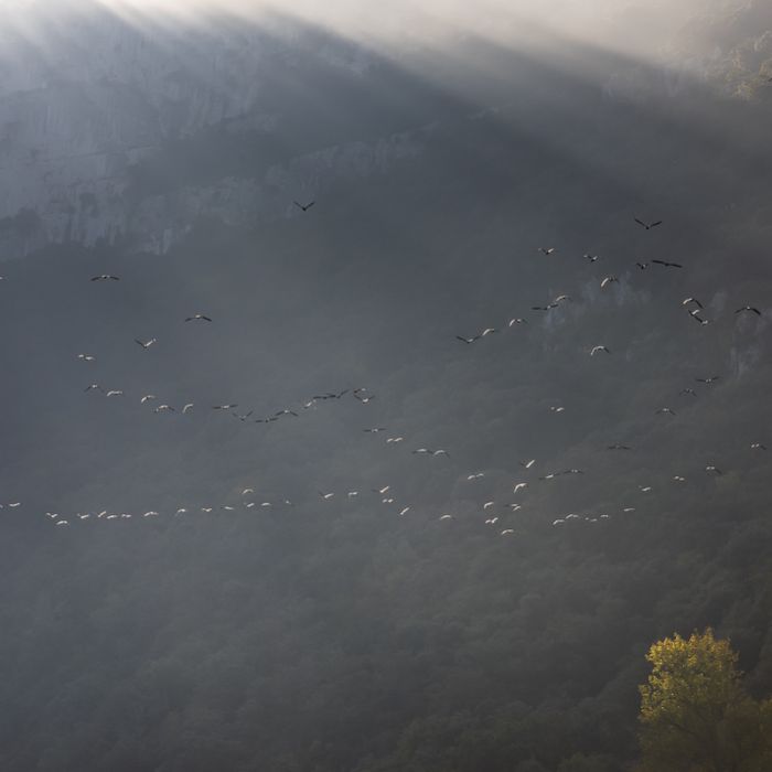 4368 Grands cormorans