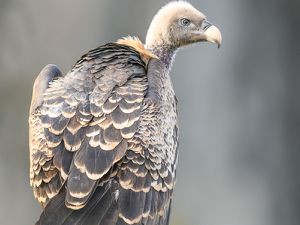 1490 Vautour de Ruppel