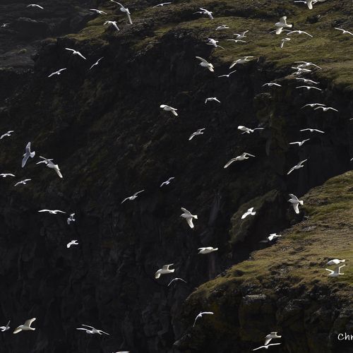 9093 Fulmar