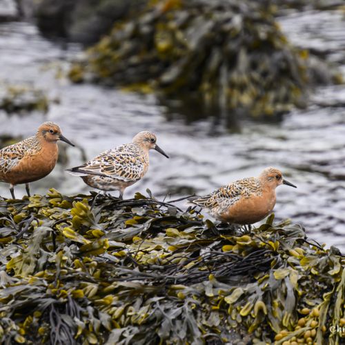 8167 Bécasseau maubèche