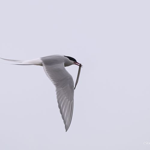 8233 Sterne arctique