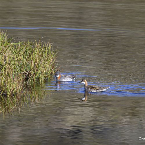 8241 Phalarope à bec étroit