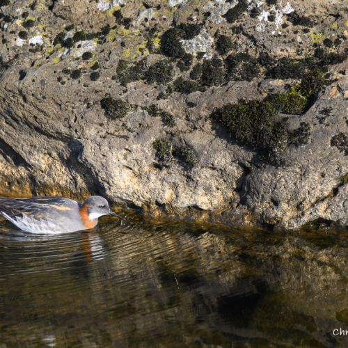 8244 Phalarope à bec étroit